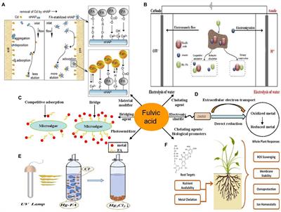 Applying fulvic acid for sediment metals remediation: Mechanism, factors, and prospect